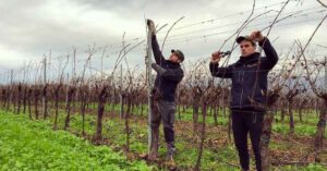 la potatura delle viti