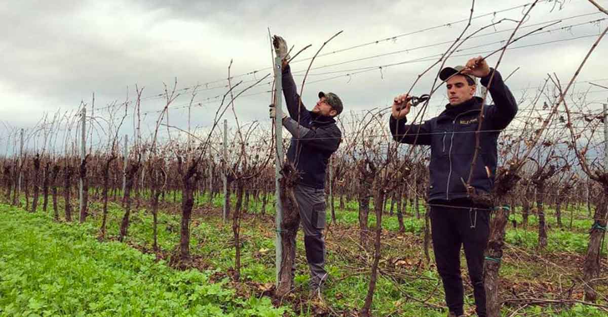 la potatura delle viti