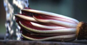 Radicchio rosso di Treviso [Foto Wikipedia]