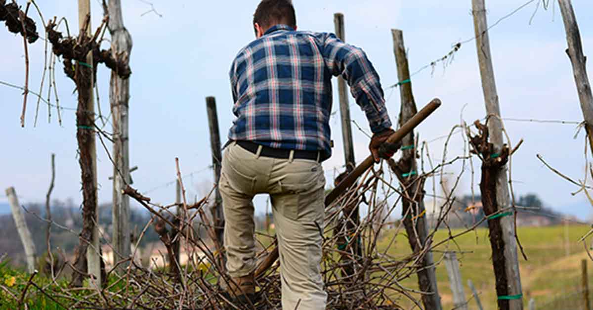 lavoro nei vigneti bele casel