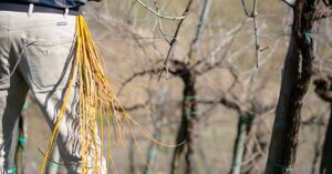 luca ferraro e prosecco biologico