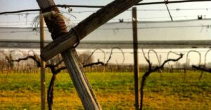 vigneti biologici potati