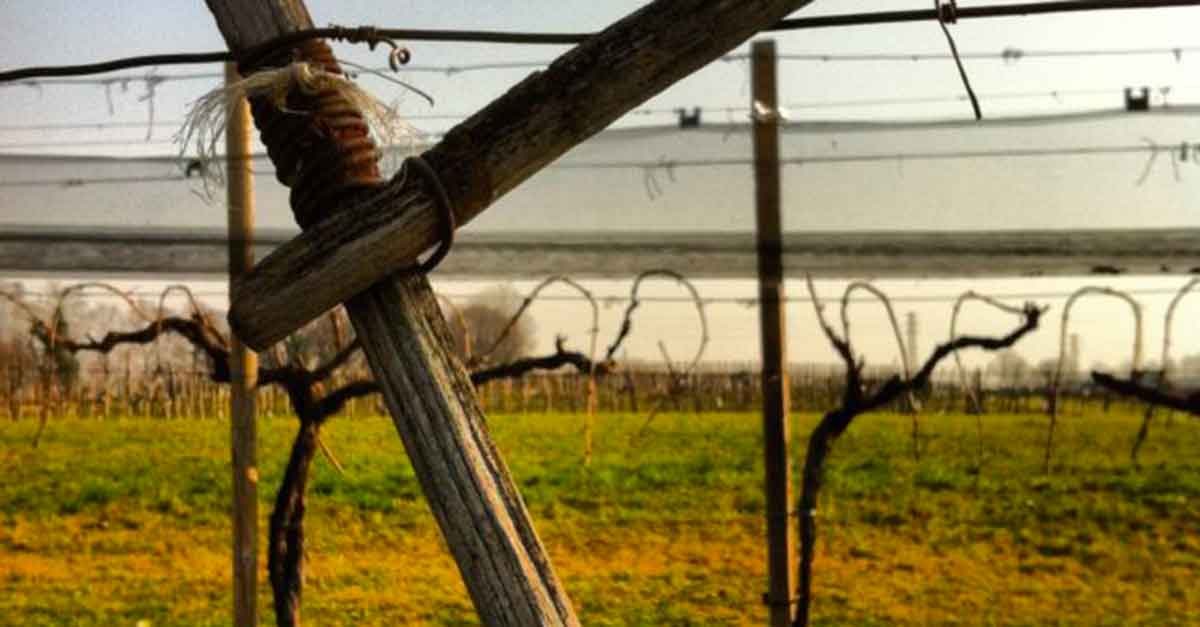 vigneti biologici potati