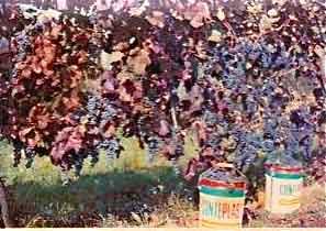 foto vecchie vendemmie 