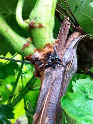 cocciniglia su glera