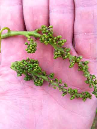 grappolini colpiti da funghi