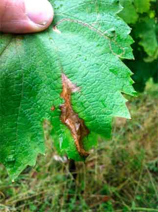 macchie-sulle-foglie-glera