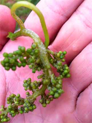 muffa bianca su grappoli