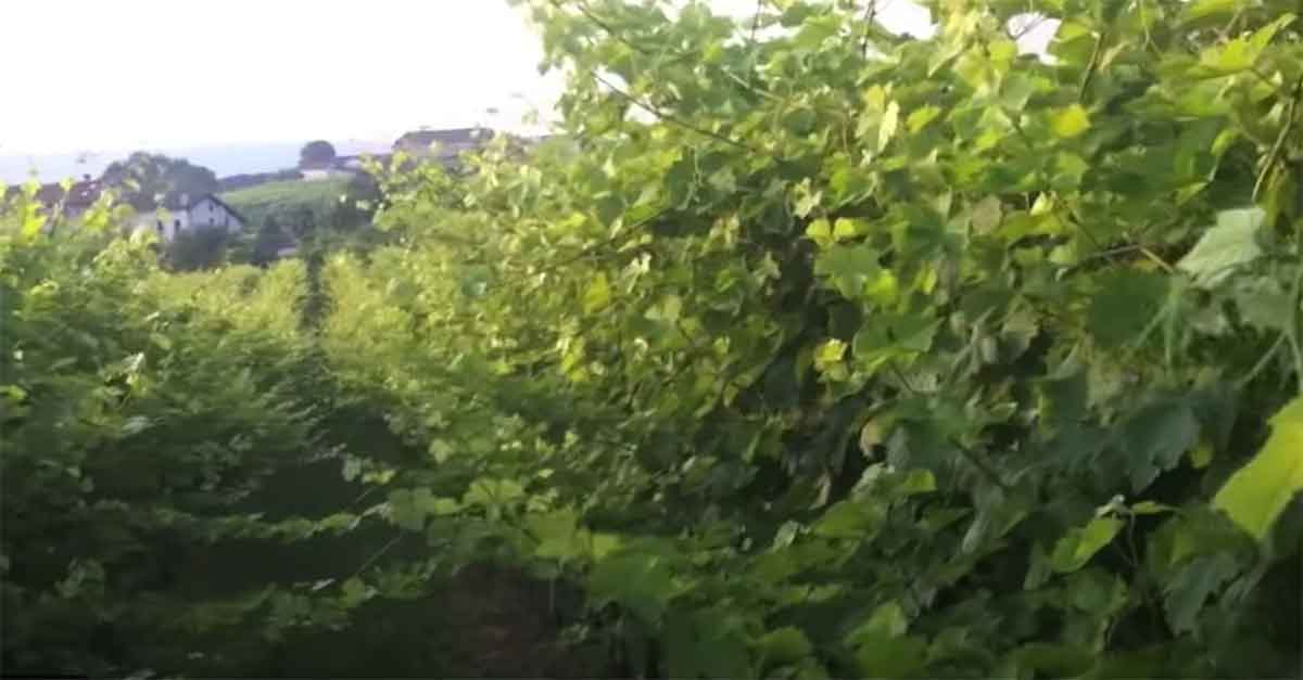 cimatura vigneti di Glera ad Asolo