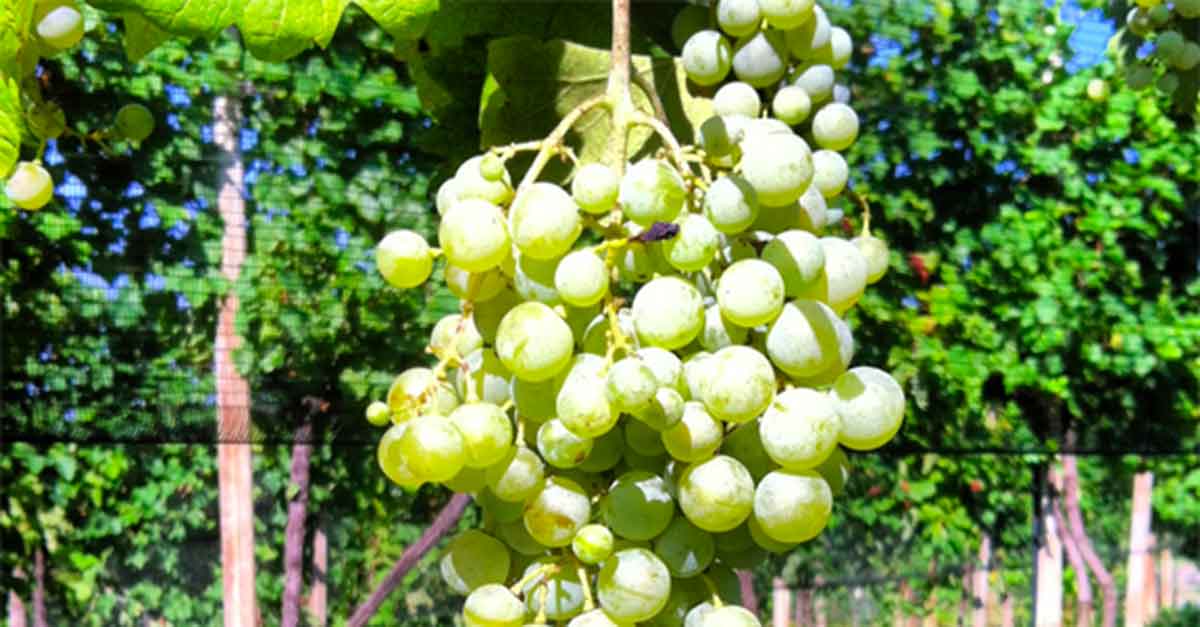 grappolo uva glera 2013