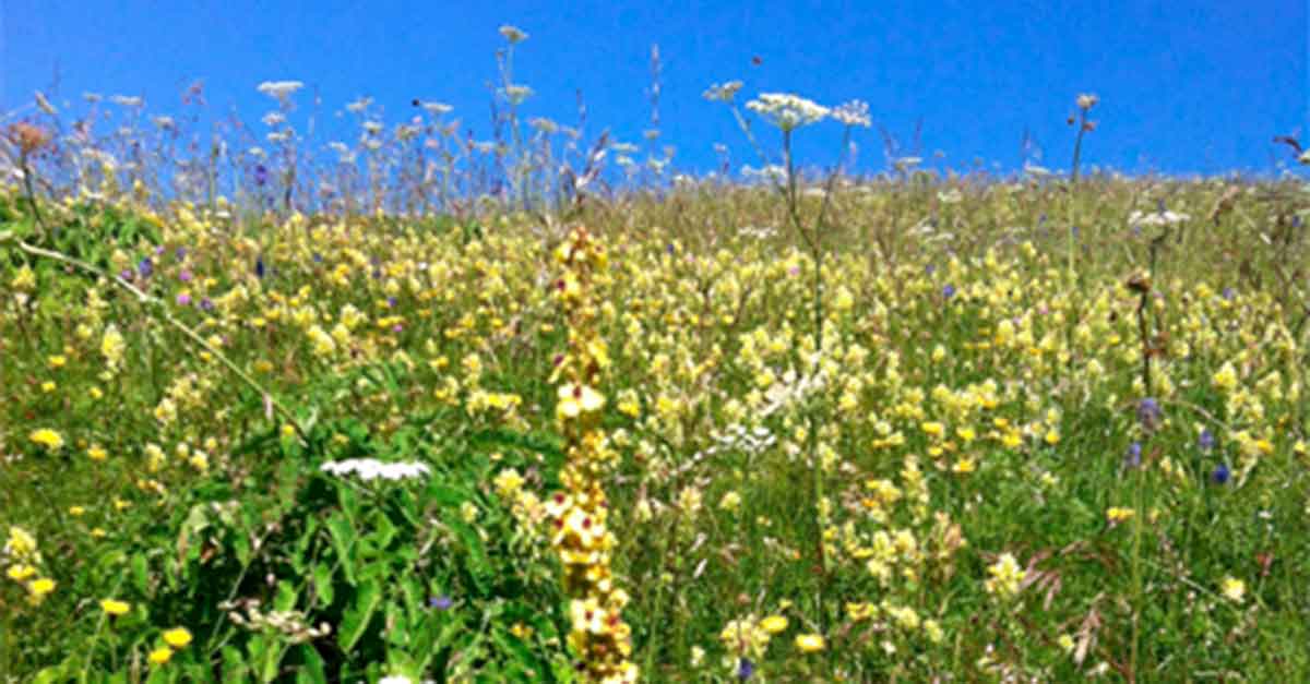 sovescio prosecco biologico