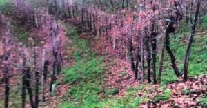 Vecchie viti bianchetta trevigiana