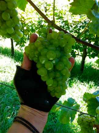 grappoli bianchetta trevigiana agosto 2014