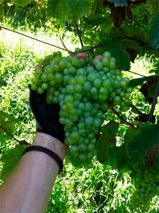 Grappoli di glera agosto 2014