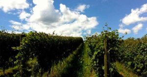 vigneto a Cornuda 2014