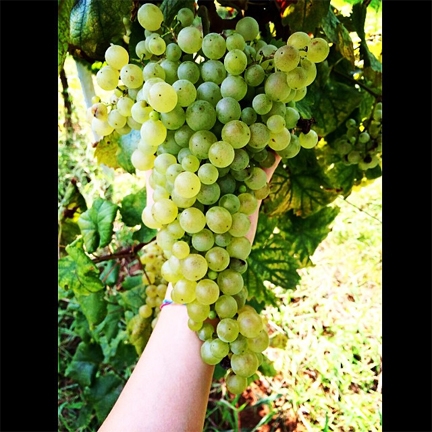 grappolo glera vendemmia 2014