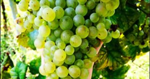 Grappolo vendemmia 2014