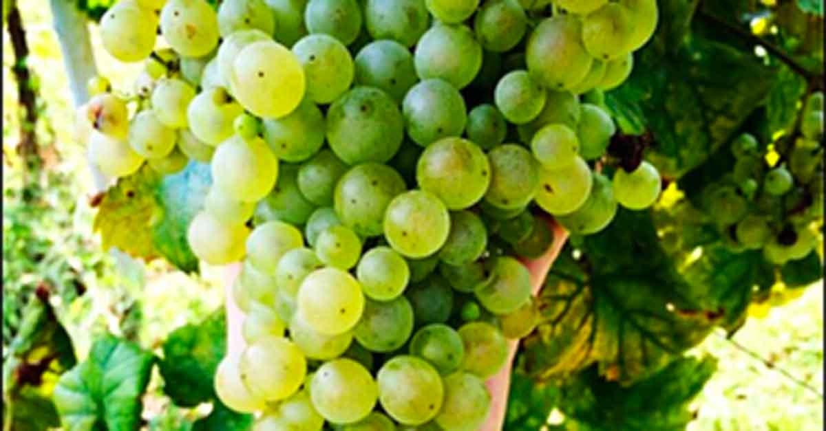 Grappolo vendemmia 2014