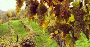 Prosecco e vendemmia 2014