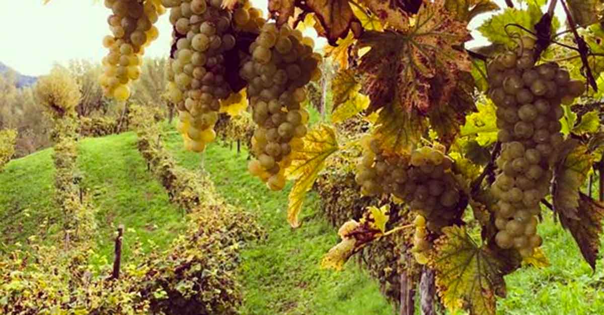 Prosecco e vendemmia 2014