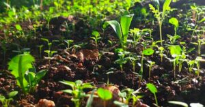 germogli nel terreno