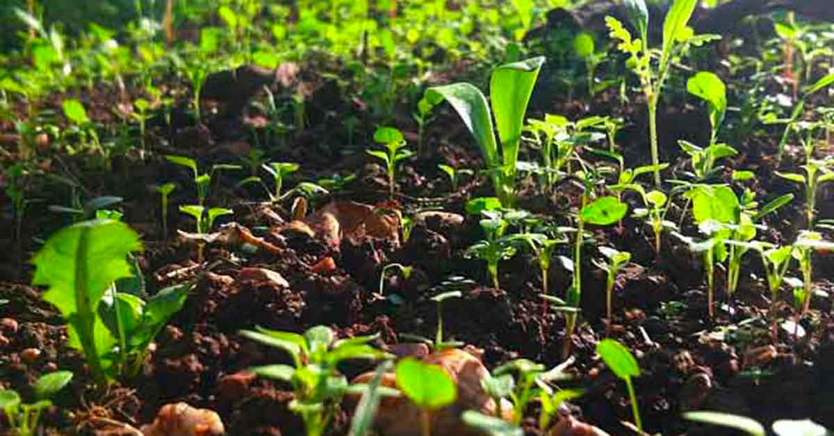 germogli nel terreno