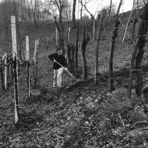 distribuzione letame vigneto biologico Monfumo