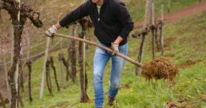 Spargere il letame in vigna