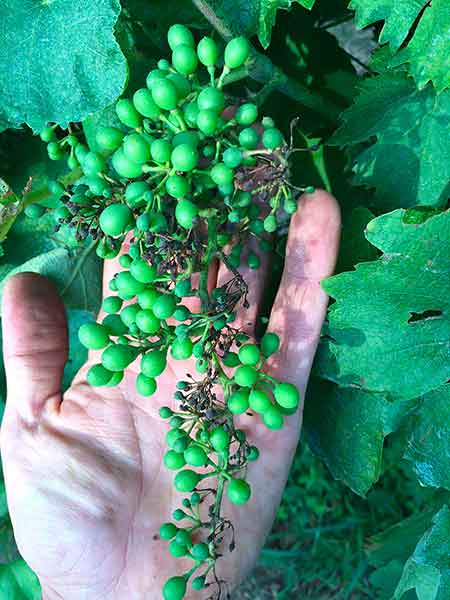 Grappolo colpito da peronospora