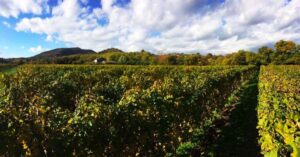 vigneto biologico Cornuda Bele Casel