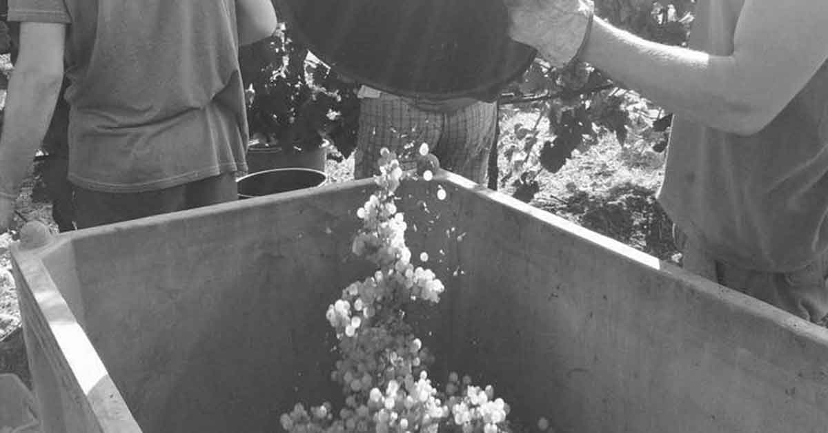Raccolta dell'uva per fare vino prosecco
