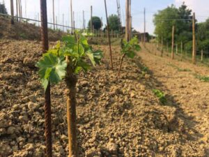 barbatelle bianchetta