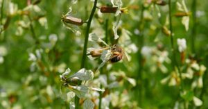 Fiori di rucola selvatica