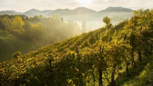 Paesaggi colline asolane