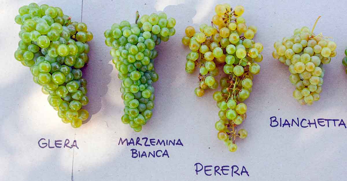 le uve dei vini bele casel