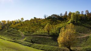 prosecco bele casel vigneti