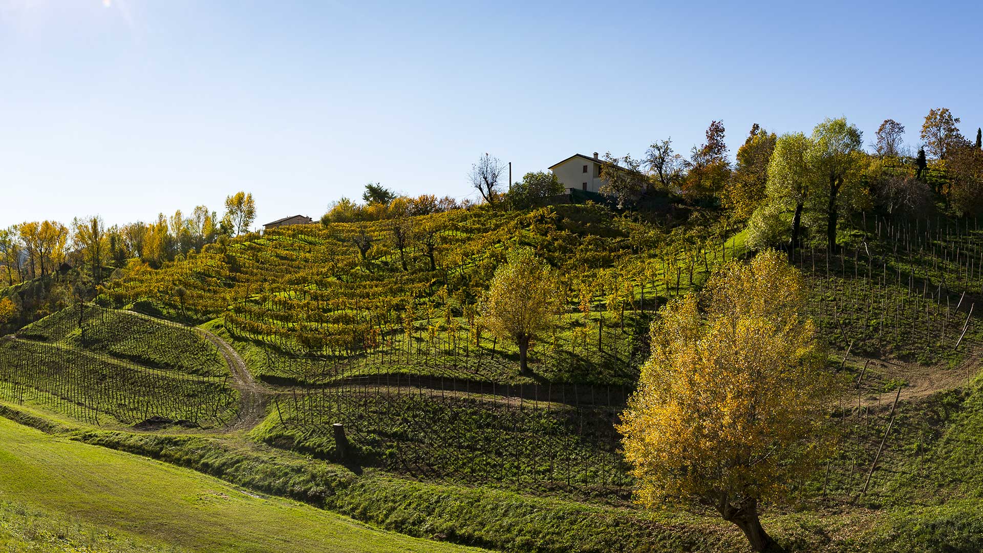 prosecco bele casel vigneti