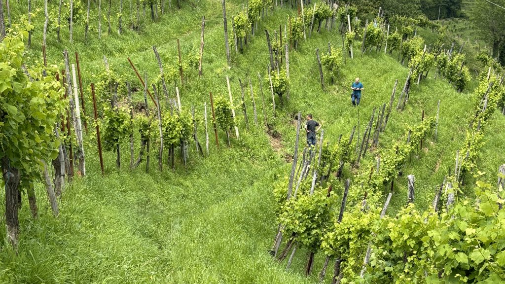 The Guardian frane Monfumo